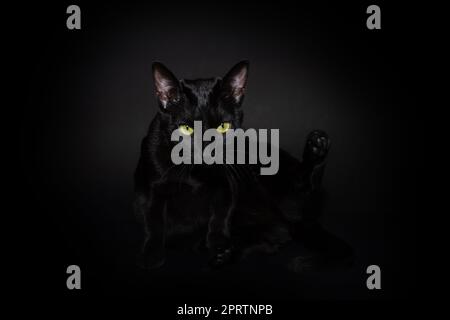 Schwarze Katze kratzt und sitzt. Isoliert auf schwarzem Hintergrund Stockfoto