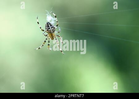 Kreuzspinne in einem Spinnennetz, lauert auf Beute. Unscharfer Hintergrund Stockfoto