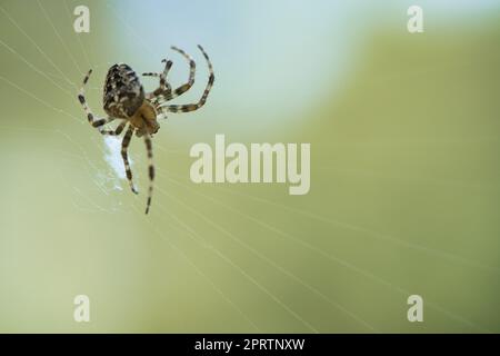 Kreuzspinne in einem Spinnennetz, lauert auf Beute. Unscharfer Hintergrund Stockfoto