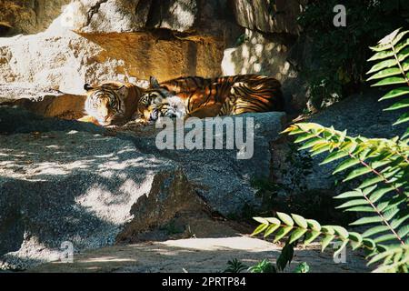 Drei Tigerjunge, die lügen, um sich auszuruhen. Gestreiftes Fell der eleganten Raubtiere. Große Katze Stockfoto