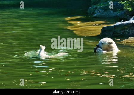 Eisbärmutter, die mit dem Eisbärjungen im Wasser spielt. Das weiße Fell des grossen Raubtieres Stockfoto