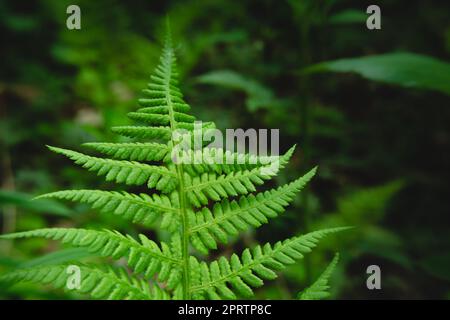 Ein großes grünes Blatt eines Farns im Wald Stockfoto