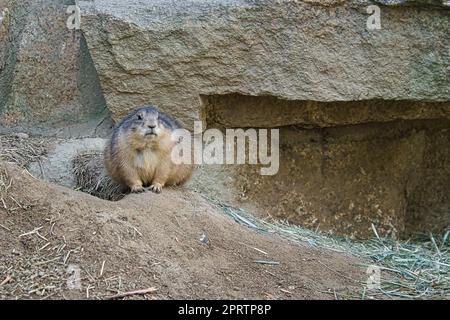 Marmot liegt auf einem Felsen und schaut zum Betrachter. Kleine Nagetiere aus den Alpen. Säugetier Stockfoto