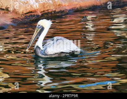 pelikan auf dem Wasser beim Schwimmen. Große Seevögel mit reichlich strukturiertem Gefieder Stockfoto