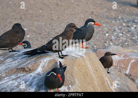 Die inka-tern ist eine Seevögel mit grauem Gefieder und rotem Schnabel mit weiser Kopffeder. Stockfoto