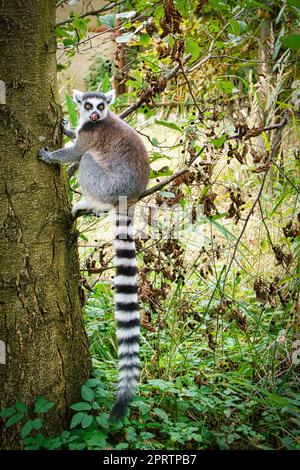 Maki-Affe auf deinem Baum, der auf den Betrachter schaut. Interessiert und verspielt sind die schwarz-weißen Affen Stockfoto