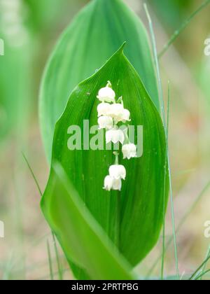 Lily vom Tal auf dem Waldboden. Grüne Blätter, weiße Blumen. Frühblüten Stockfoto