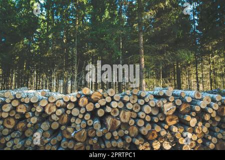 Ein gehackter Haufen Holzstämme in einem Nadelwald Stockfoto