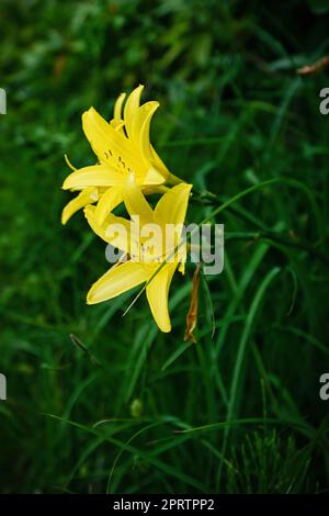 Wunderschöne gelbe Lilie mit wunderschönem Bokeh. Grüne Blätter vervollständigen die Farbharmonie. Stockfoto