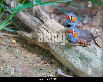 ein verliebtes zebrafinken-Paar, das an einem Baumstamm kuschelt. Romantische und süße kleine Vögel Stockfoto