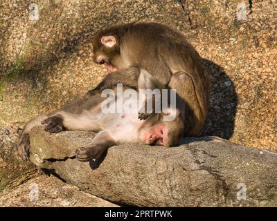 Paviane aus dem Berliner Zoo, die ihre Körper pflegen Stockfoto