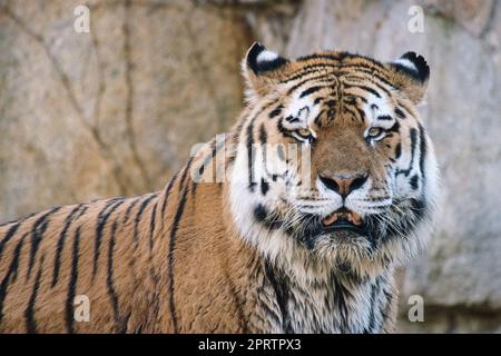 Sibirischer Tiger. Elegante große Katze. Gefährdetes Raubtier. Weißes, schwarzes, orange gestreiftes Fell Stockfoto