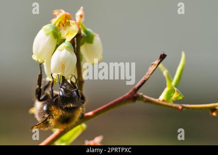 Bienen sammeln Nektar auf einem Doldenblütenmakro Stockfoto