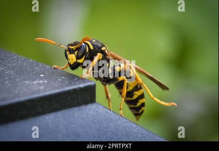 Wespe im Porträt, als Makroaufnahme. Stockfoto