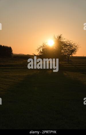 Baum auf einer Wiese, durch die die untergehende Sonne dreißig scheint Stockfoto