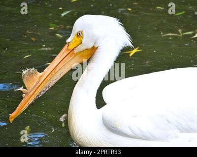 Pelikane schwimmen im Wasser. Weißes Gefieder, großer Schnabel, in einem großen Seevogel Stockfoto