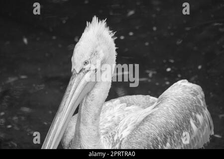 Pelikan schwarz und weiß, schwimmt im Wasser. Weißes graues Gefieder, großer Schnabel Stockfoto