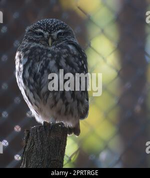 Ein kleiner kautz auf einem Baumstamm Stockfoto