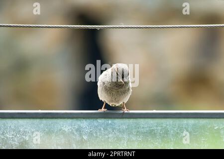 Brauner Spatz sitzt auf einem Drahtseil. Kleiner singvogel mit wunderschönem Gefieder. Stockfoto