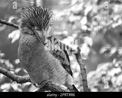 Lachender Hans in Schwarz-Weiß. Auf einem Ast. Australischer Vogel Stockfoto