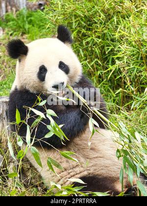 Großer Panda, der Bambus isst. Gefährdete Arten. Schwarz-weißes Säugetier Stockfoto