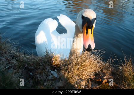 Stummer Schwan am Ufer. Interessierter Blick auf den Wasservogel. Vogel aus Brandenburg Stockfoto