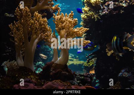 Korallen und Fische im Salzwasseraquarium. Beobachtung der Unterwasserwelt. Stockfoto