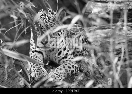 Jaguar in Schwarz-Weiß, hinter Gras. Geflecktes Fell, getarnt lauern. Stockfoto