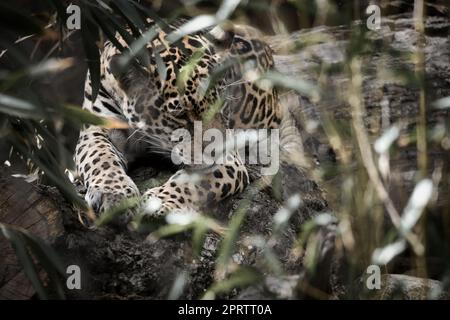 Der Jaguar liegt hinter dem Gras. Geflecktes Fell, getarnt lauern. Die große Katze ist ein Raubtier. Stockfoto