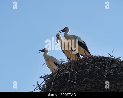 Drei weiße Störche im Nest auf einem Schornstein in Brandenburg. Stockfoto