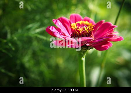 Rote Blume mit wunderschönen Blütenblättern, individuell auf einer Blumenwiese abgebildet. Stockfoto