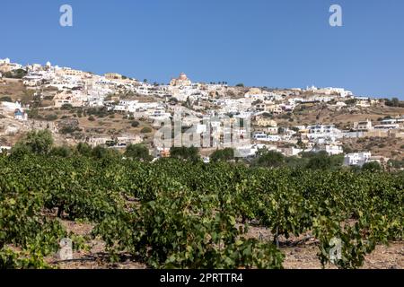 Assyrtiko - einheimische Weintraube auf dem Weinhof auf der Insel Santorini, Griechenland Stockfoto