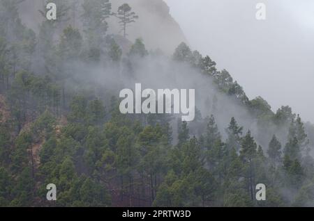 Der Wald der Kanarischen Insel Kiefer im Nebel. Stockfoto