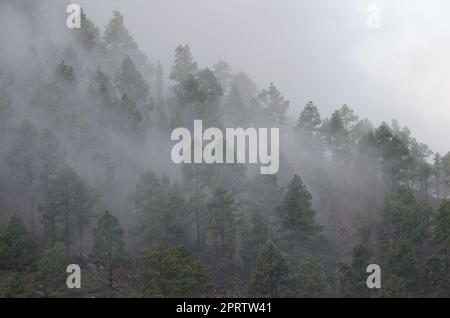 Der Wald der Kanarischen Insel Kiefer im Nebel. Stockfoto