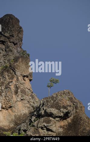 Kanarieninsel-Kiefer in einer felsigen Klippe. Stockfoto