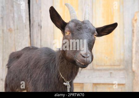 Schwarzer Ziegenkopf als Porträt vom Bauernhof Stockfoto