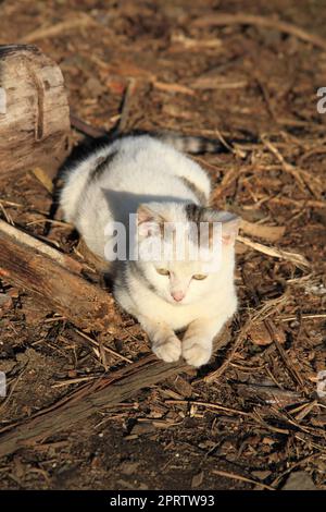 Kleine weiße, obdachlose Katze ruht draußen Stockfoto