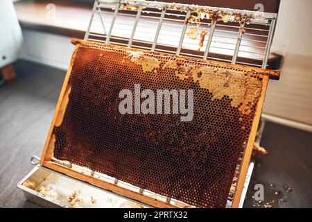 Honigproduktion. Ich arbeite in der Bienenkammer. Honigwabe aus Hive. Erntezeit in der Bienenkammer. Bienenzucht als Hobby. Landwirtschaftliche Produktion Stockfoto