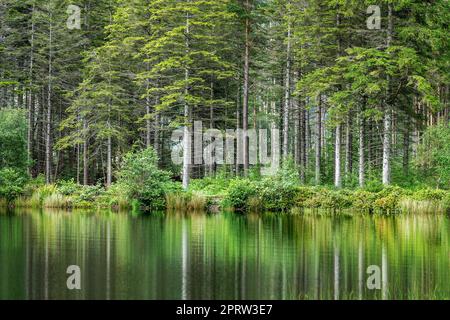 Kiefern-Reflexionen in Lochan bei Glencoe in den Highlands von Schottland, Großbritannien Stockfoto