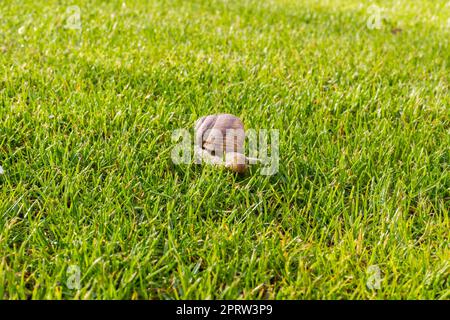 Römische Schnecke oder Burgunder Schnecke (Helix pomatia), die im Frühling auf grünem Gras krabbelt Stockfoto