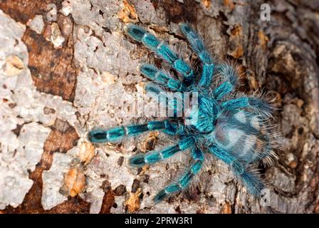 Martinique-Pinktoe-Vogelspinne Stockfoto