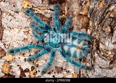 Martinique-Pinktoe-Vogelspinne Stockfoto