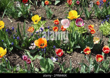 Eine Vielzahl von Tulpen in verschiedenen Farben, die in einem lokalen Garten zu finden sind. Das Bild wird an klaren Tagen aufgenommen Stockfoto