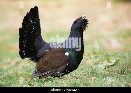 Stolze männliche Auerhuhn-Auslekking mit offenem Schnabel im Herbst Stockfoto