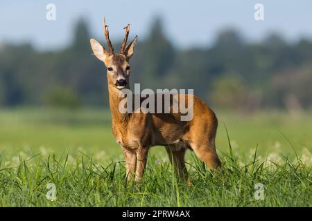 Rehbock mit gebrochenem Geweih auf einer Auenwiese mit Blumen Stockfoto