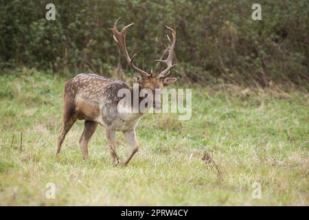 Damhirsche wandern auf grüner Wiese in herbstlicher Natur Stockfoto