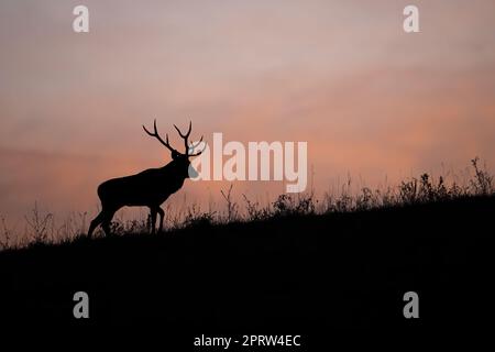 Silhouette von Rothirschen, die auf der Wiese bei Sonnenuntergang wandern Stockfoto