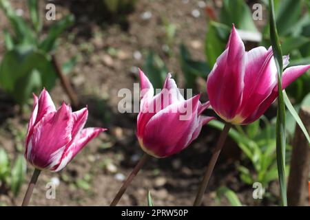 Ein Kopf einer Tulpe, auf dem sowohl lila als auch weiße Muster stehen Stockfoto