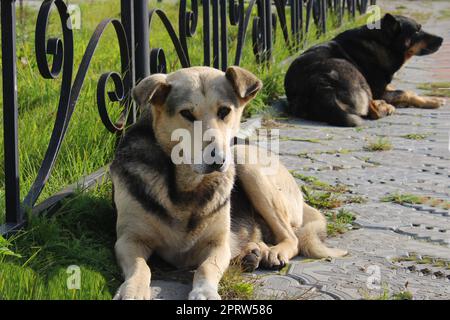 Zwei große streunende Hunde liegen auf dem Bürgersteig im Stadtpark Stockfoto