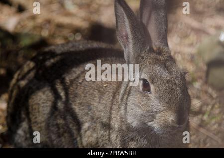 Europäisches Kaninchen Oryctolagus cuniculus. Stockfoto